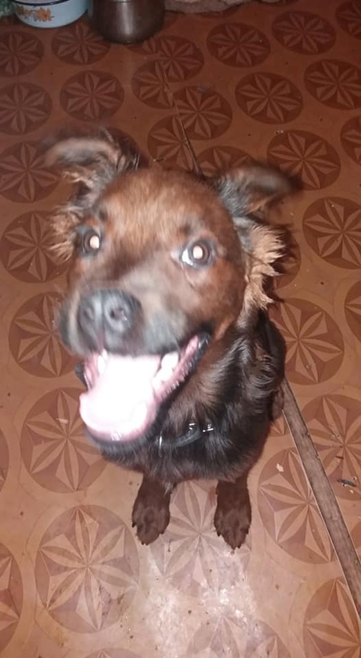 В Запорожье зоозащитники забрали щенка у хозяина, который мучил животное (ФОТО)