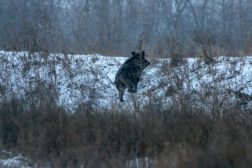 В сети появились уникальные снимки диких животных, обитающих на зимней Хортице (ФОТО)