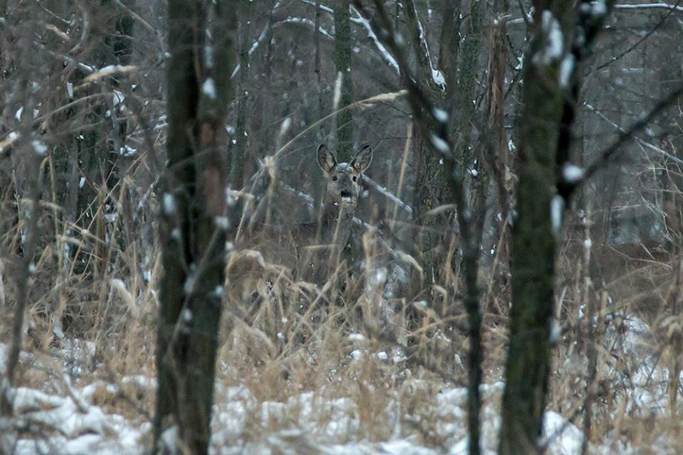 В сети появились уникальные снимки диких животных, обитающих на зимней Хортице (ФОТО)