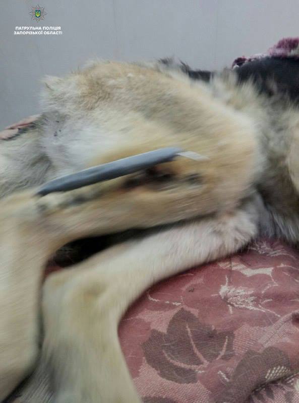 В Запорожской области полицейские обнаружили собаку, умиравшую у обочины дороги (ФОТО)