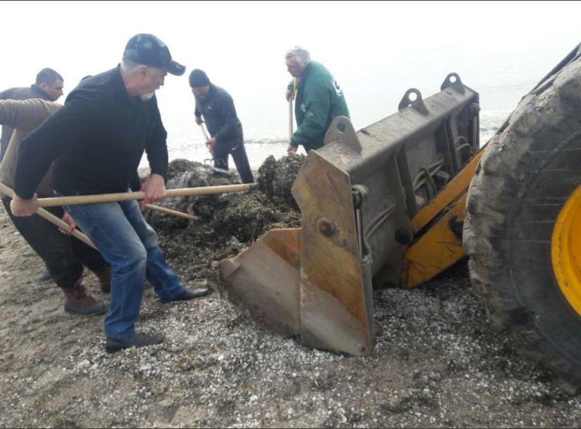 Зеленая напасть: коммунальщики начали расчищать побережье Азовского моря (ФОТО)