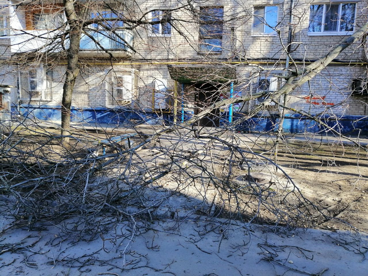 В Запорожье на Космосе возле подъезда жилого дома рухнуло дерево (ФОТОФАКТ)