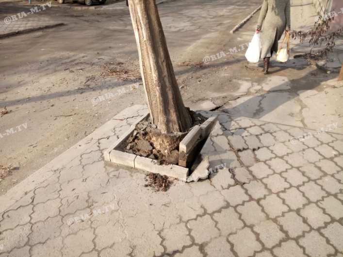 В Запорожской области грузовик врезался в дерево: водитель скрылся с места ДТП (ФОТО, ВИДЕО)