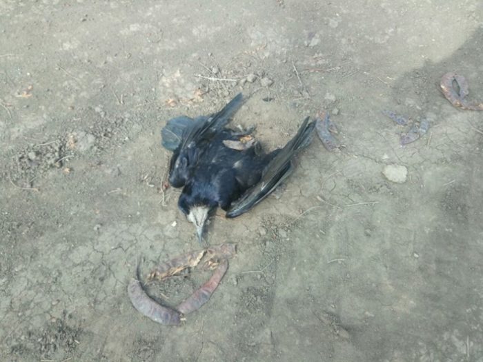 Под Запорожьем обнаружили сотни мертвых птиц (ФОТО)