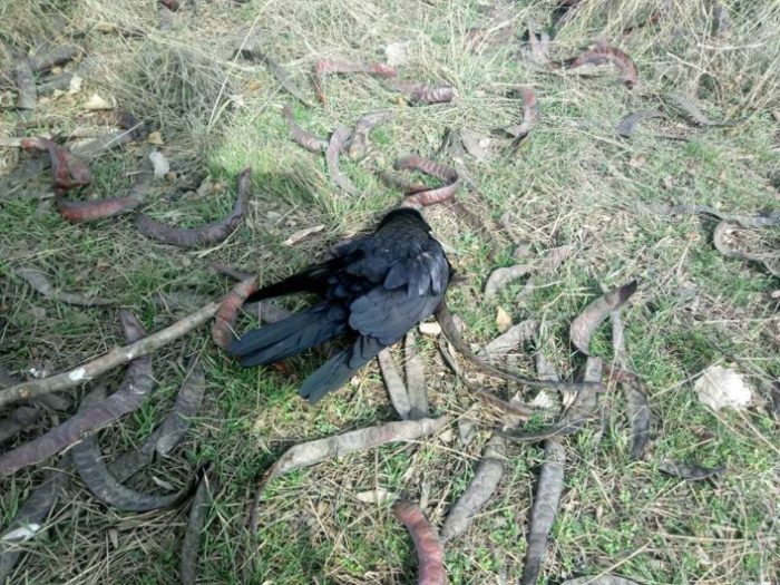 Под Запорожьем обнаружили сотни мертвых птиц (ФОТО)