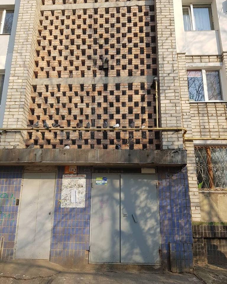 В Запорожской области жильцы многоэтажки замуровали в стене дома сотни живых птиц (ФОТО, ВИДЕО)
