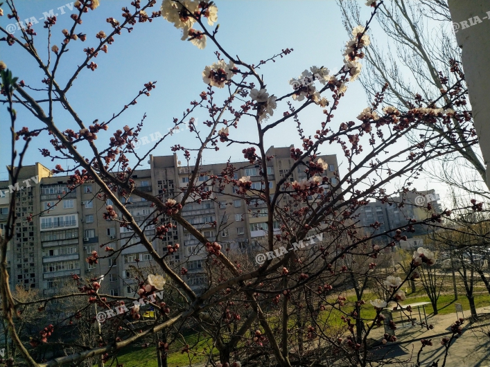 В Запорожской области начали расцветать фруктовые деревья (ФОТОФАКТ)