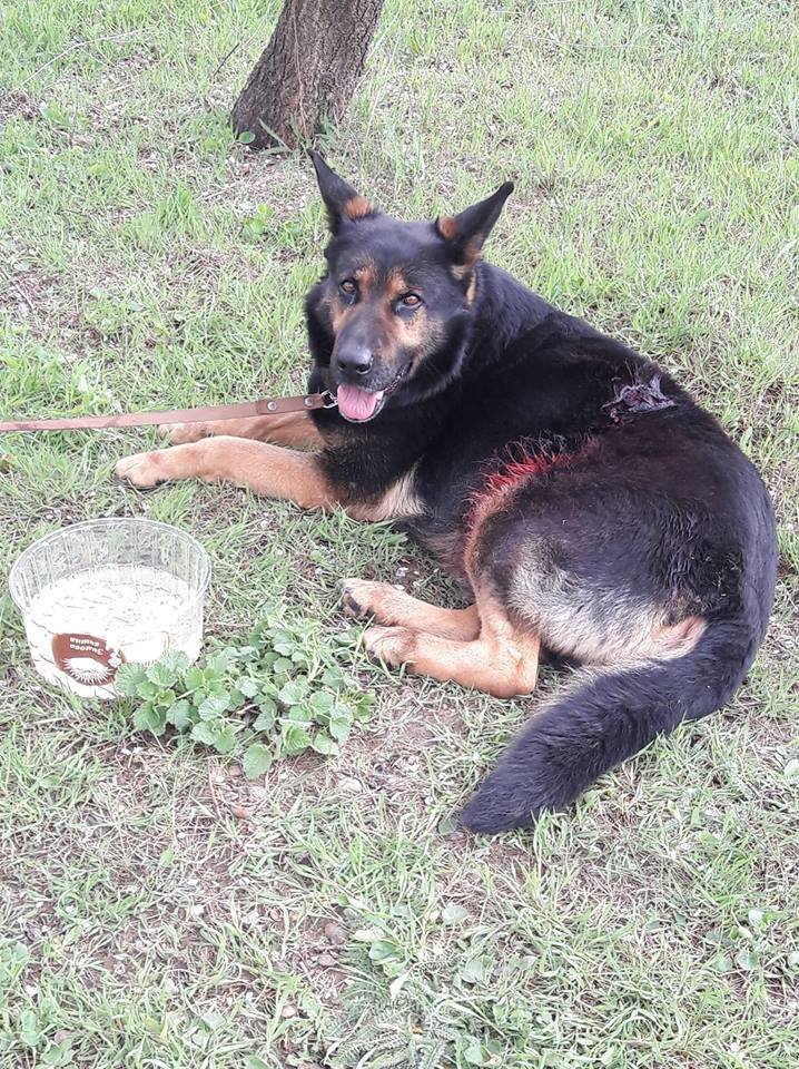 В Запорожье хозяин жестоко избил своего пса за поцарапанное авто (ФОТО)