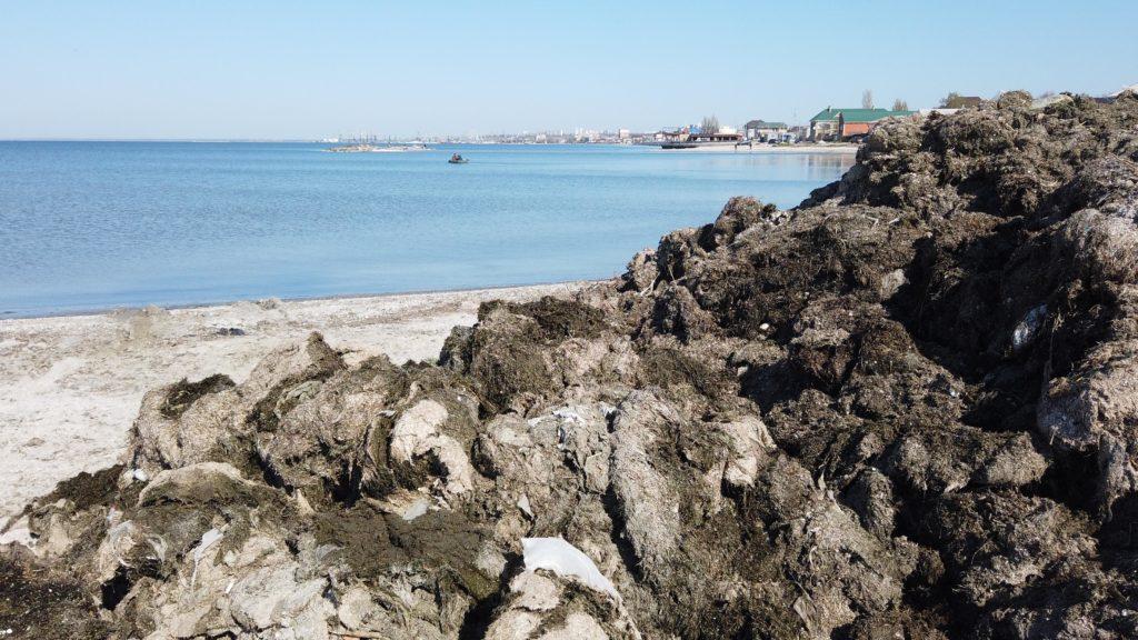 Фотофакт: побережье Азовского моря покрыла зеленая субстанция