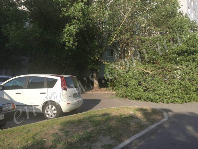 В Запорожской области дерево рухнуло на припаркованную машину (ФОТО)