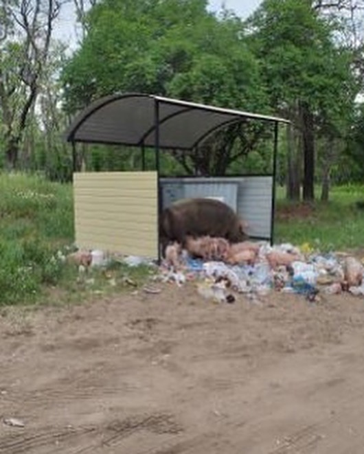 Курьез: в Запорожской области в лесопарке завелись свиньи (ФОТО)
