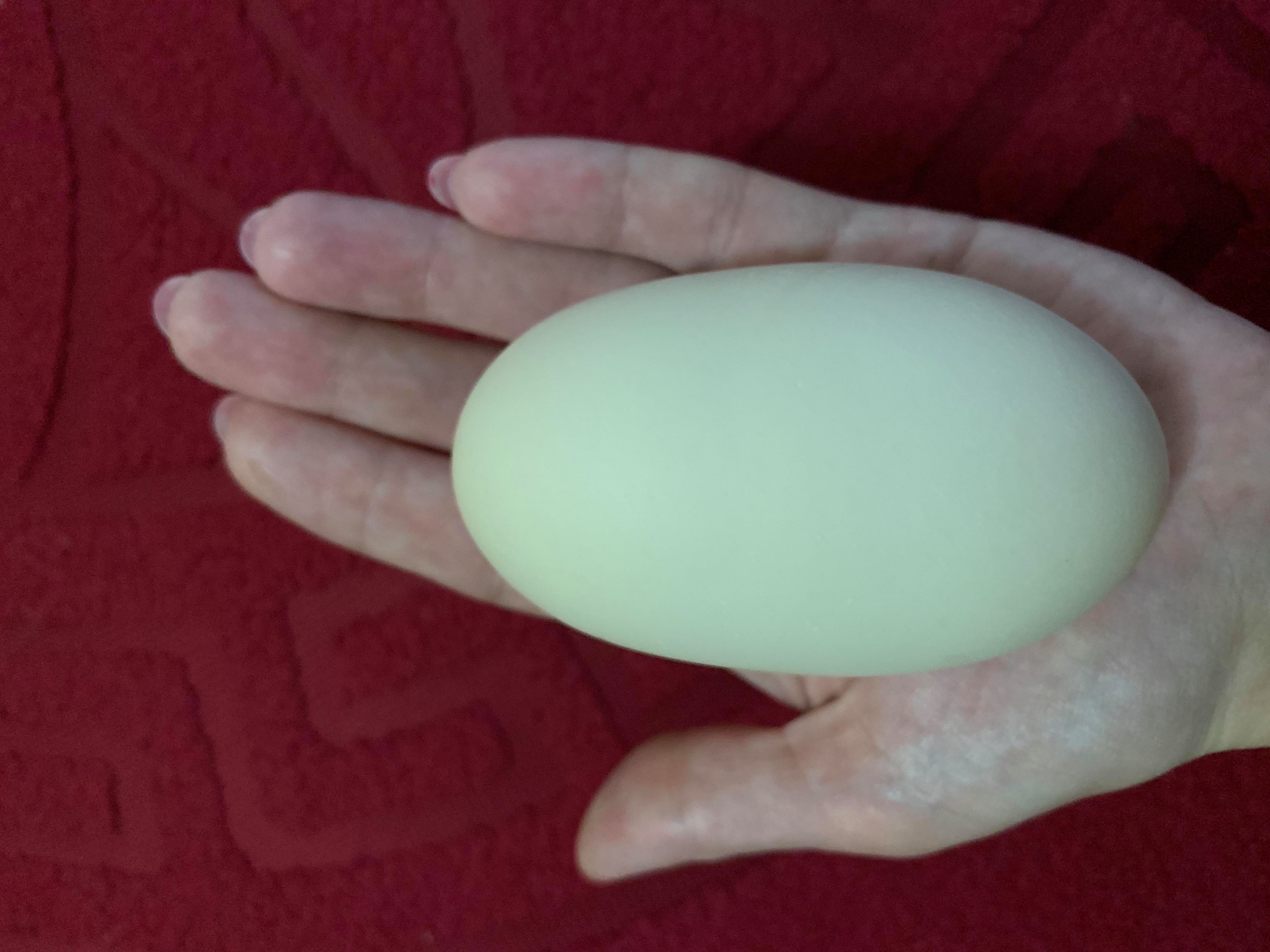 В Запорожской области курица несет гигантские яйца (ФОТОФАКТ)