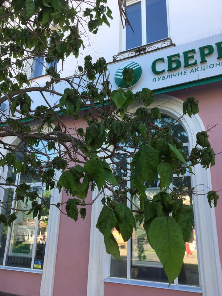 Жители запорожского курорта наблюдают небывалое нашествие насекомых (ФОТО)