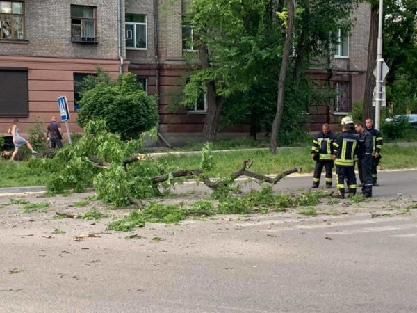 В Запорожье огромная ветка рухнула на проезжавший автомобиль: водитель чудом уцелел (ФОТО)