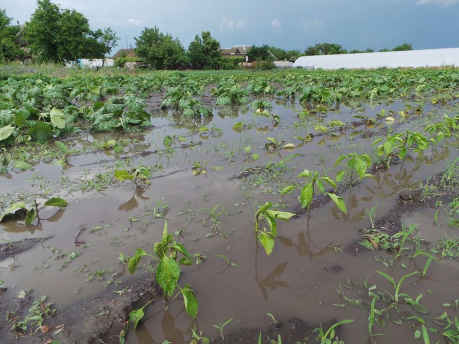 Крупный град побил урожай в Запорожской области (ФОТО)