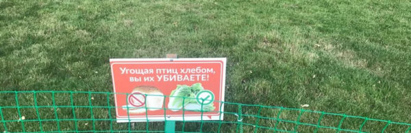 Доброта убивает? В Запорожской области запретили кормить птиц (ФОТО)