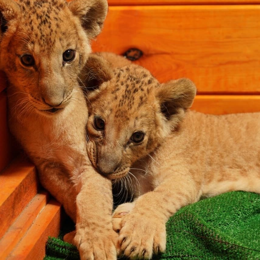 Шоколадные носы и лапы: в бердянском зоопарке подросли львята (ФОТО)