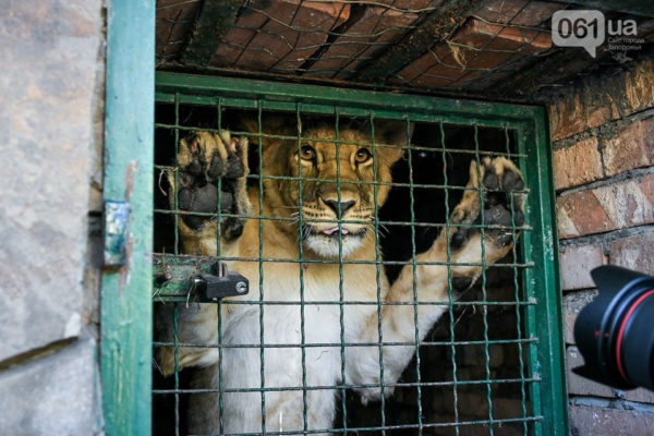 Пять билетов в Африку: львы из Бердянска возвращаются домой (ФОТО)