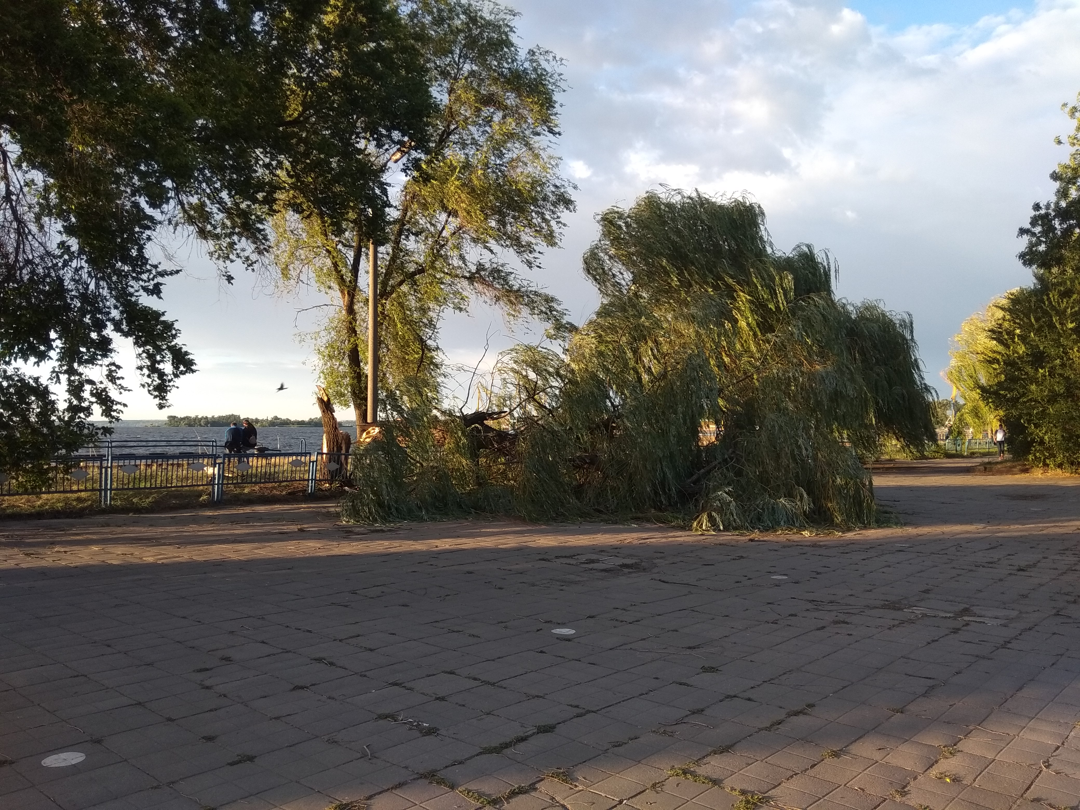 В запорожском порту упало огромное дерево