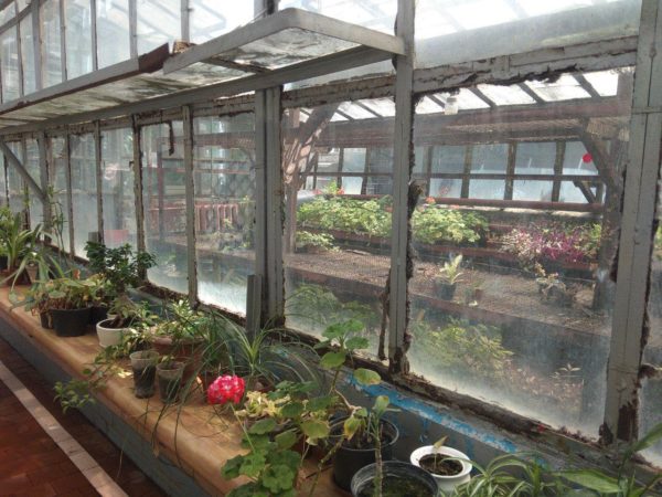 В запорожском ботаническом саду реконструкция теплиц (ФОТО)