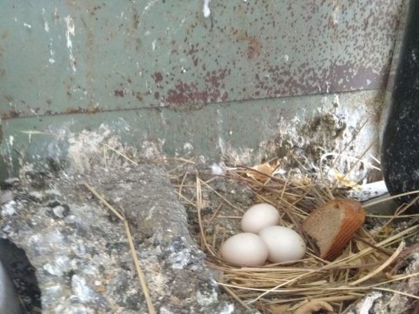 Пара голубей в Запорожской области начала "делить квартиру" с людьми (ФОТО)