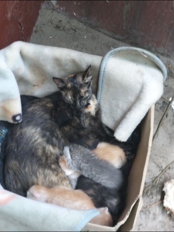 Минутка доброты: запорожцы заботятся о бездомной кошке и ее новорожденных котятах (ФОТО, ВИДЕО)