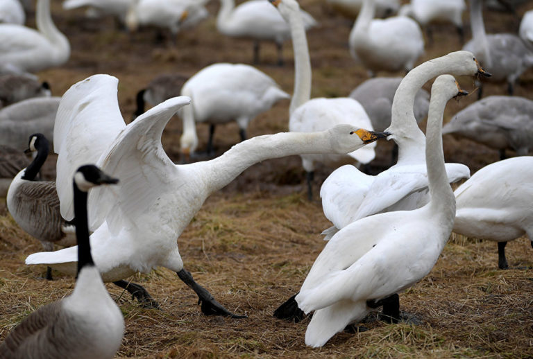 В Запорожской области лебеди устроили «семейные разборки» (ВИДЕО)