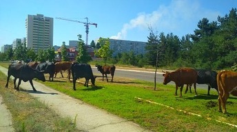 Курьез: по улицам Энергодара массово гуляют коровы (ФОТО)