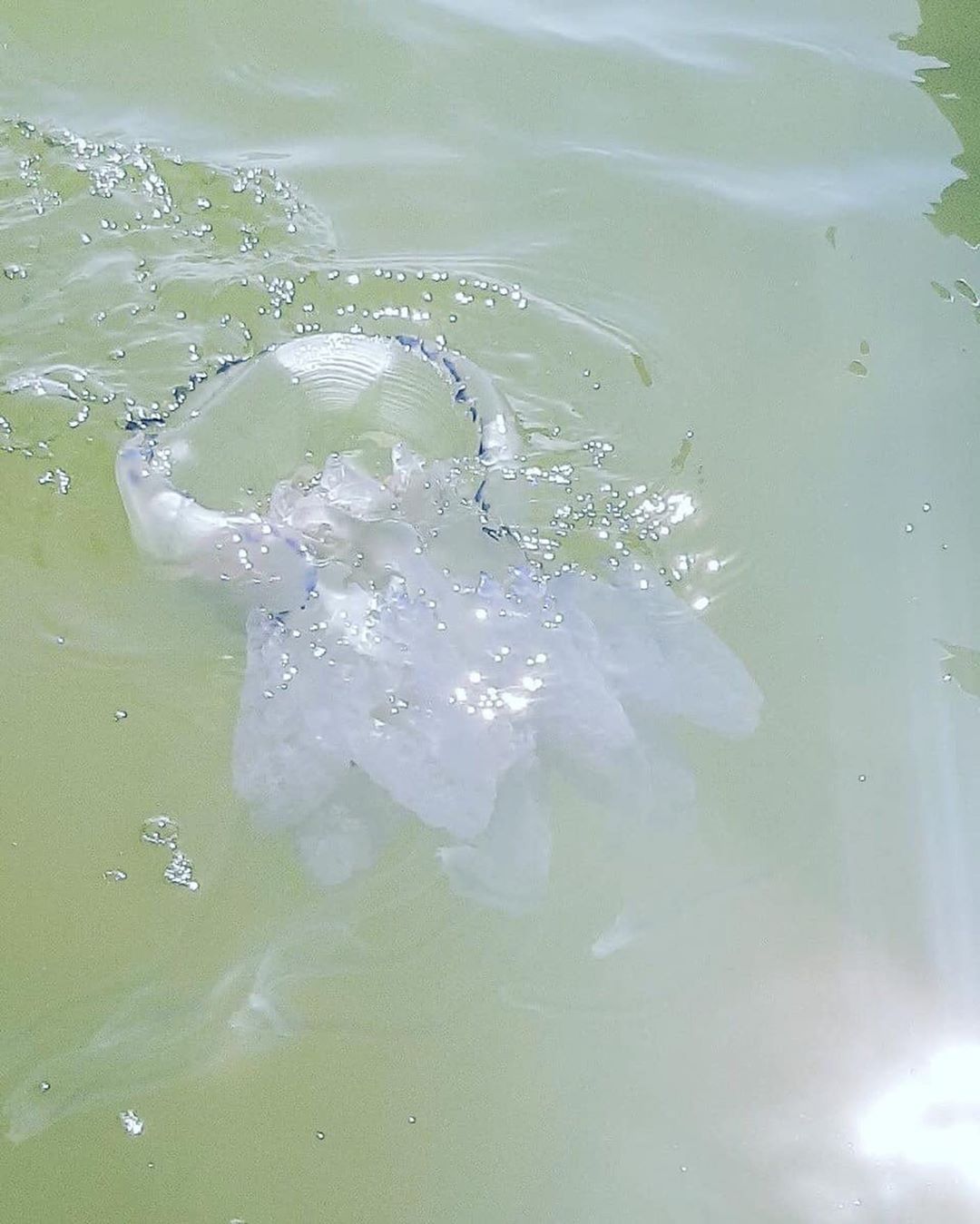В Кирилловке появились огромные медузы (ФОТО)