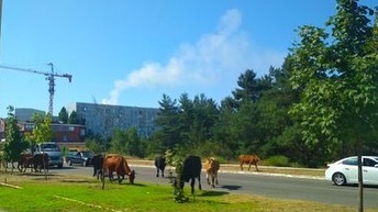 Курьез: по улицам Энергодара массово гуляют коровы (ФОТО)