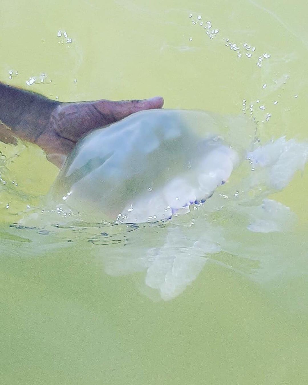 В Кирилловке появились огромные медузы (ФОТО)