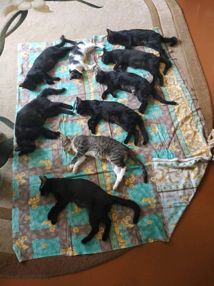 В центре Запорожья обнаружили полную квартиру слепых кошек (ФОТО)