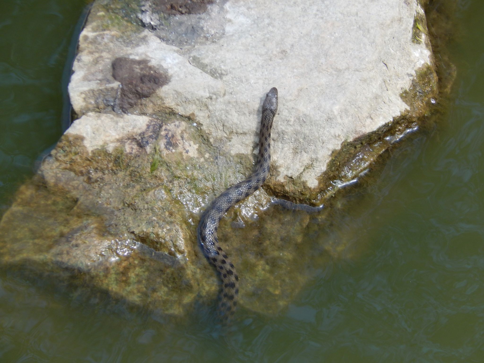 Запорожский парк заполонили змеи: стоит ли бояться? (ФОТО)