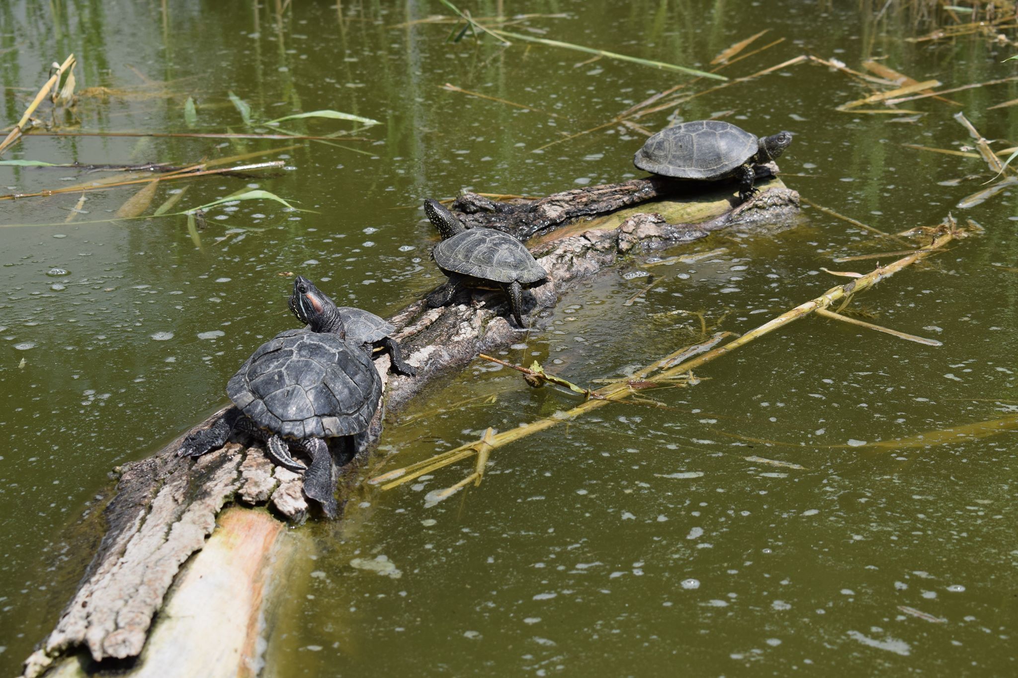 В Запорожском парке черепахи "дрейфуют" на брёвнах (ФОТО)