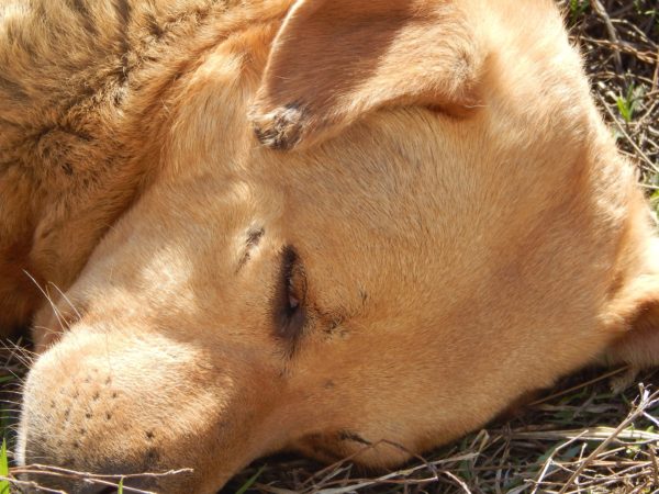 Суровая собачья жизнь: фотограф из Запорожья показала будни четырехлапых беспризорников (ФОТО)