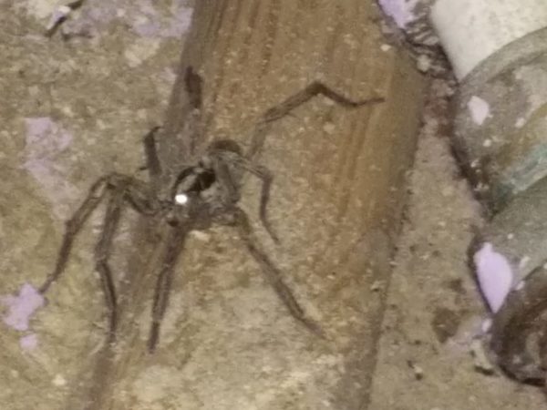 Огромные пауки атакуют запорожцев в подъездах и квартирах (ФОТО)