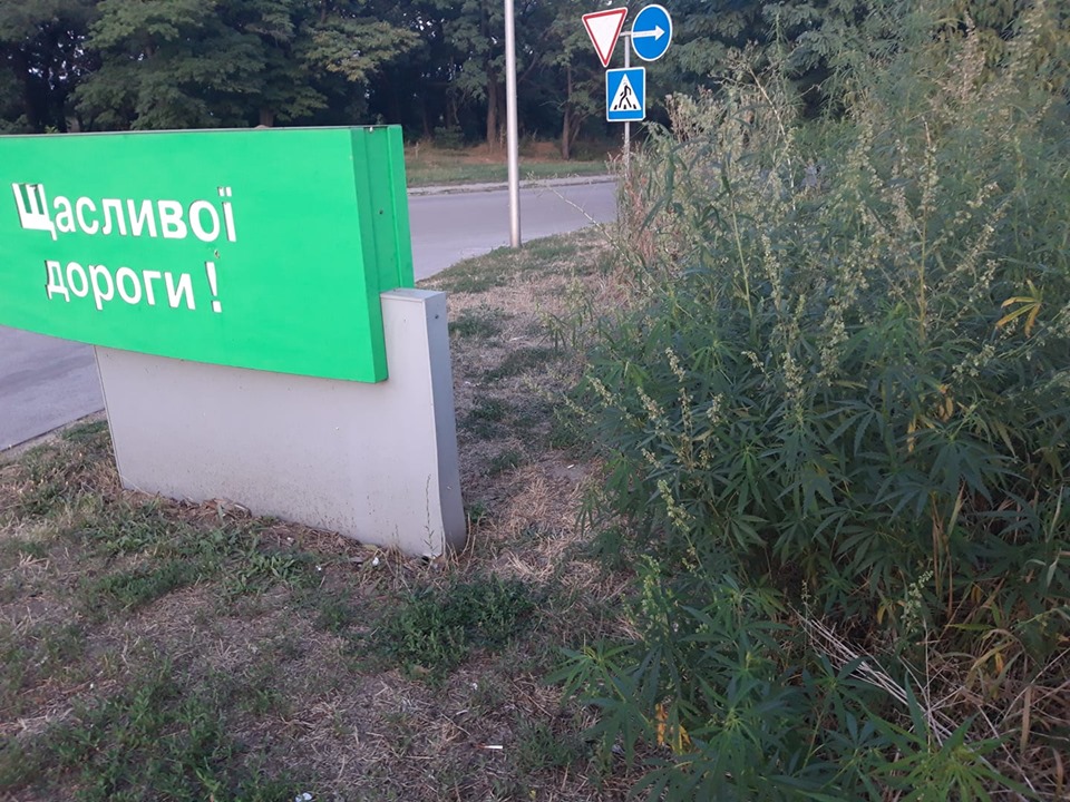 Возле въезда в Запорожье запечатлели колоритный гербарий (ФОТО)