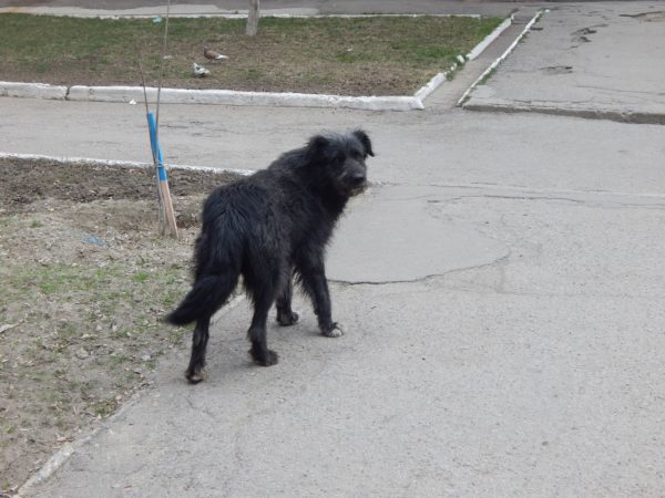 Суровая собачья жизнь: фотограф из Запорожья показала будни четырехлапых беспризорников (ФОТО)