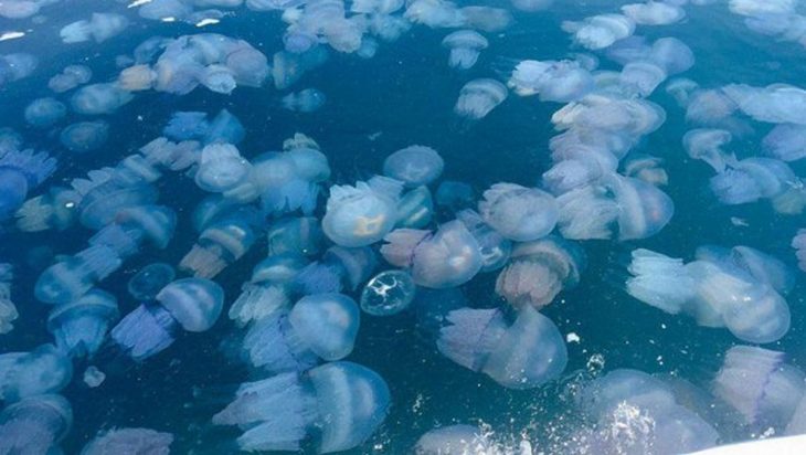 В Запорожской области Азовское море кишит медузами: стали известны причины и последствия (ФОТО, ВИДЕО)