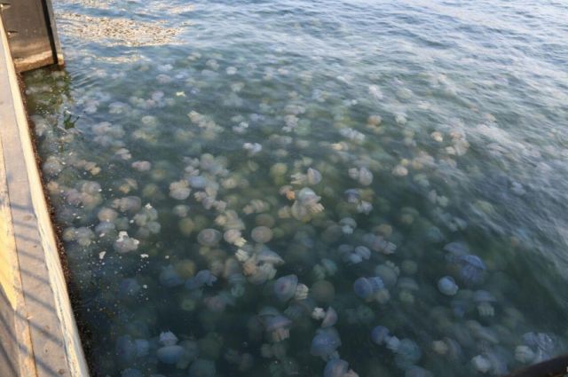 В Запорожской области Азовское море кишит медузами: стали известны причины и последствия (ФОТО, ВИДЕО)