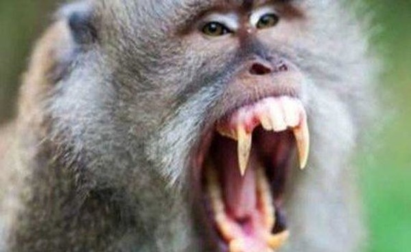 Обезьяны из бердянского зоопарка показали свои зубы (ВИДЕО)
