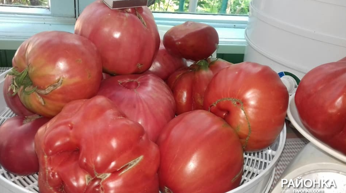 В Запорожской области выросли удивительные помидоры (ФОТО)