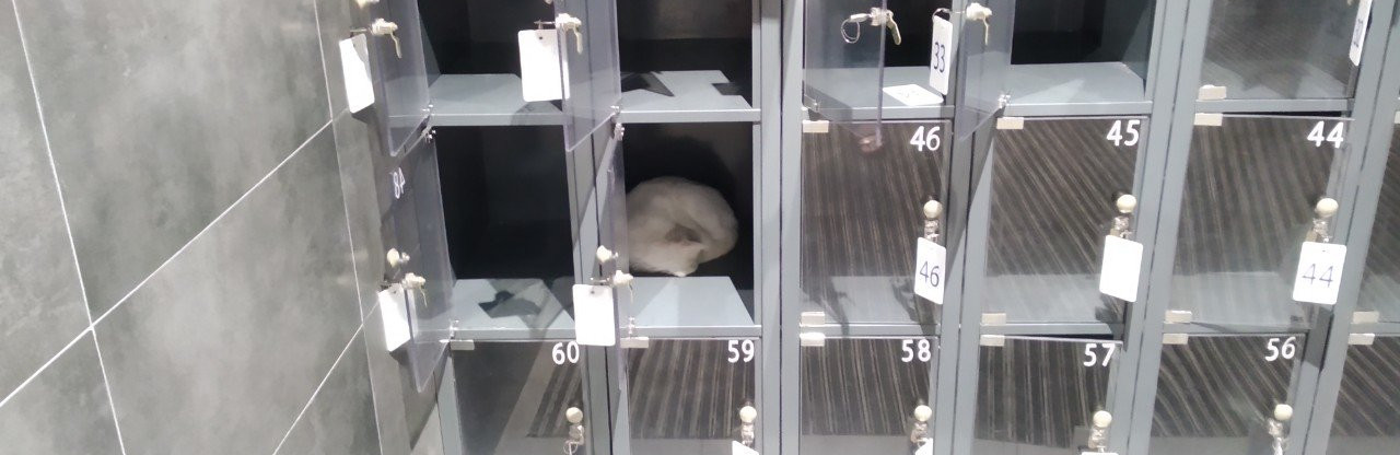 В запорожском супермаркете котик облюбовал ячейку для вещей и постоянно в ней ночует (ФОТО)