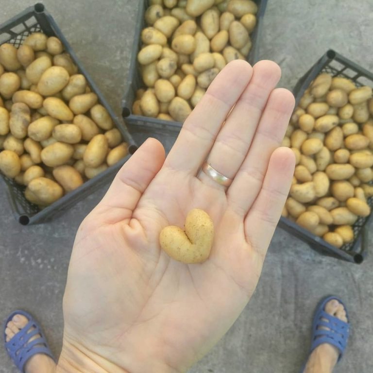 В Запорожской области выросли картофельные "валентинки" (ФОТО)