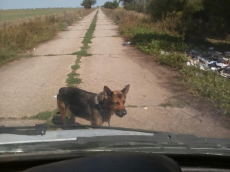 Трогательная история собачьей верности: в Запорожской области брошенная собака ждёт хозяина, который её предал (ФОТО)