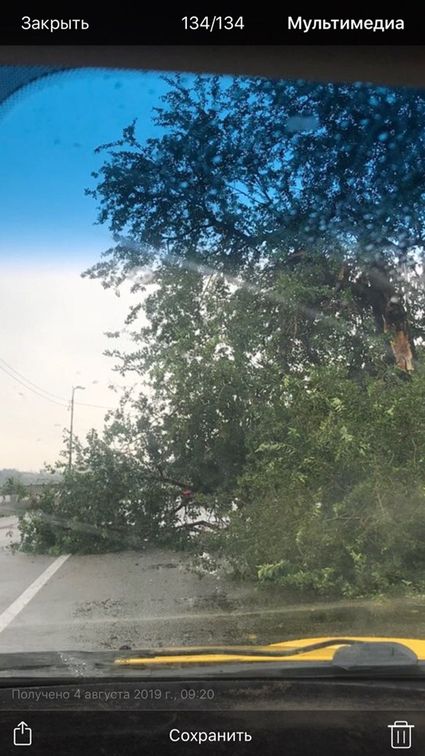 В Запорожье из-за сильного ветра падают деревья и светофоры (ФОТО)