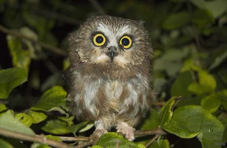 В Запорожье семья спасала совёнка от гибели (ФОТО)