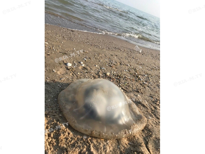 Водоросли цветут, медузы разлагаются: Азовское море продолжает отпугивать отдыхающих (ФОТО)