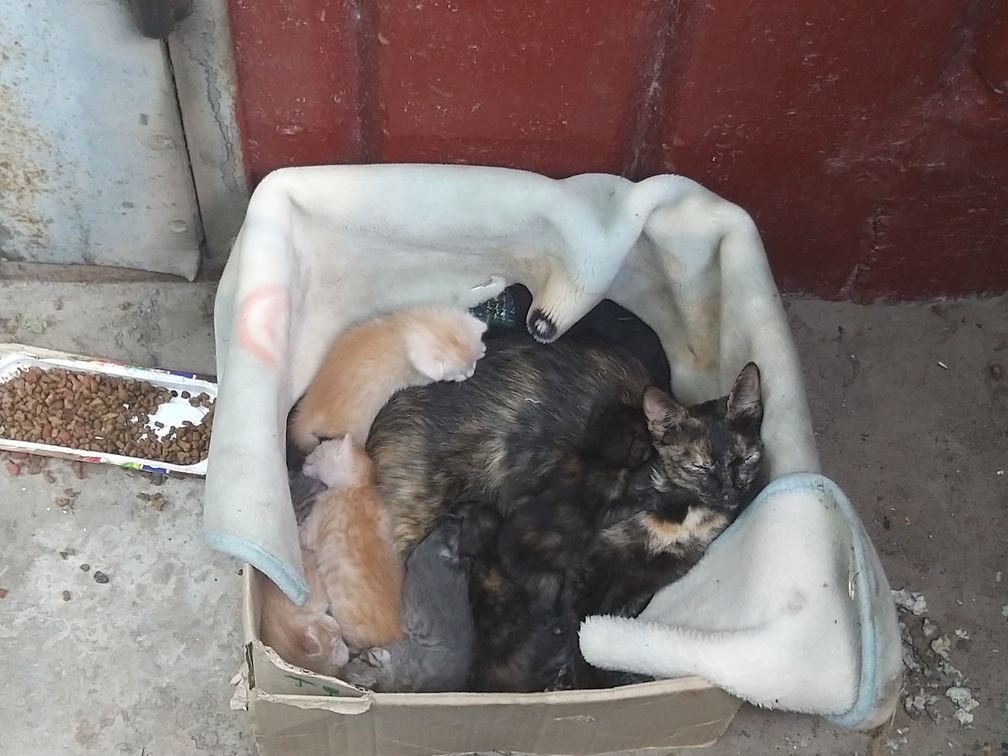 Запорожцы соорудили "мини-апартаменты" для бездомных котят (ФОТО)
