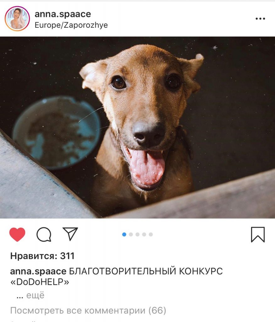 «Чашка кофе или жизнь собаки»: в Запорожье стартовал масштабный благотворительный проект (ФОТО)